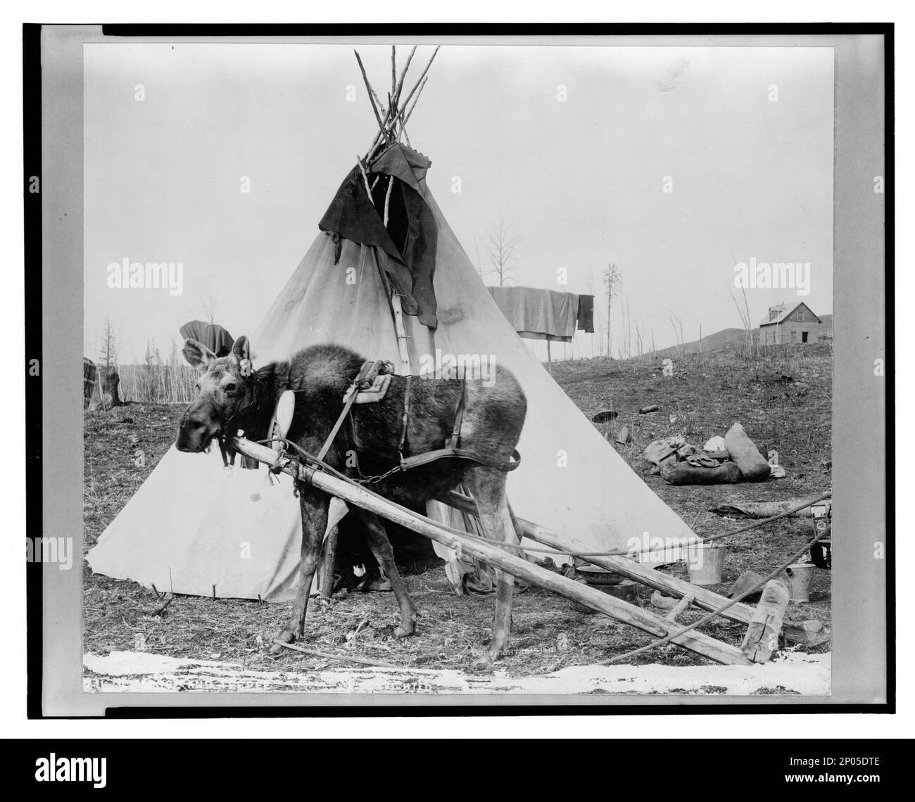 Alce imbrigliato per lavoro accanto al tepee cioè tipi. Collezione Frank and Frances Carpenter , regalo; Sig.ra W. Chapin Huntington; 1951, Tipis,Alaska,1910-1920, Moose,Alaska,1910-1920, Harnesses,Alaska,1910-1920, Stati Uniti, Alaska Foto Stock