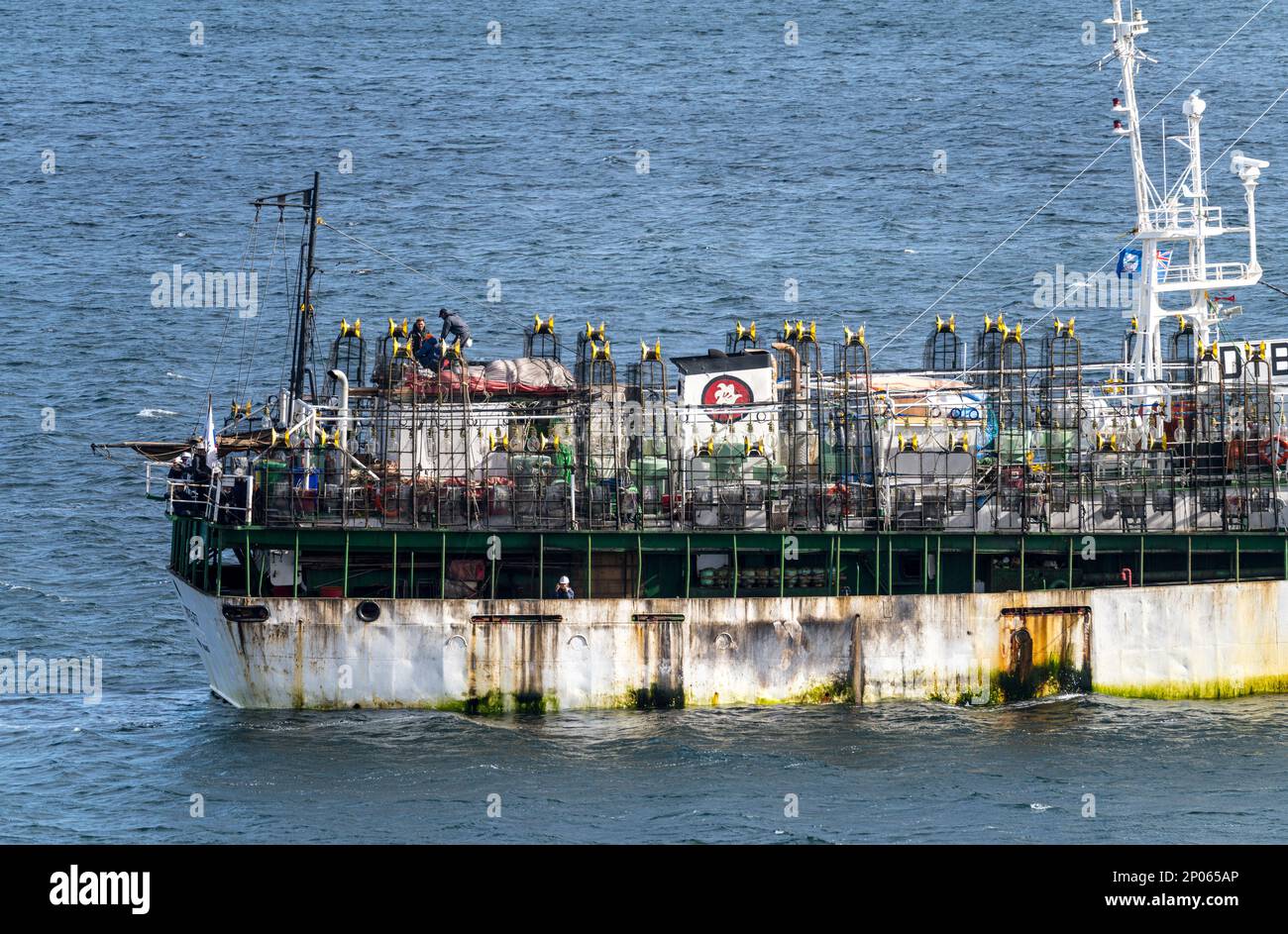 Port Stanley, Isole Falkland - 31 gennaio 2023: Imbarcazione da pesca coreana dotata di luci elettriche per la pesca del calamaro Foto Stock