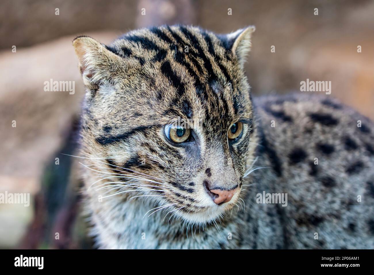 L'immagine di primo piano del gatto da pesca (Pionailurus viverrinus). È un gatto selvatico di medie dimensioni del Sud e del Sud-Est asiatico. Foto Stock