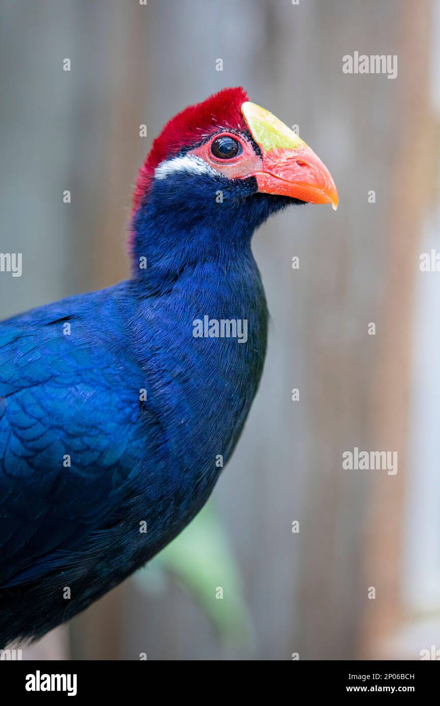 Il turaco violetto (Tauraco violaceus) è un grande turaco, un gruppo di otidimorphae africani. Questi sono uccelli inconfondibili, ma timidi Foto Stock