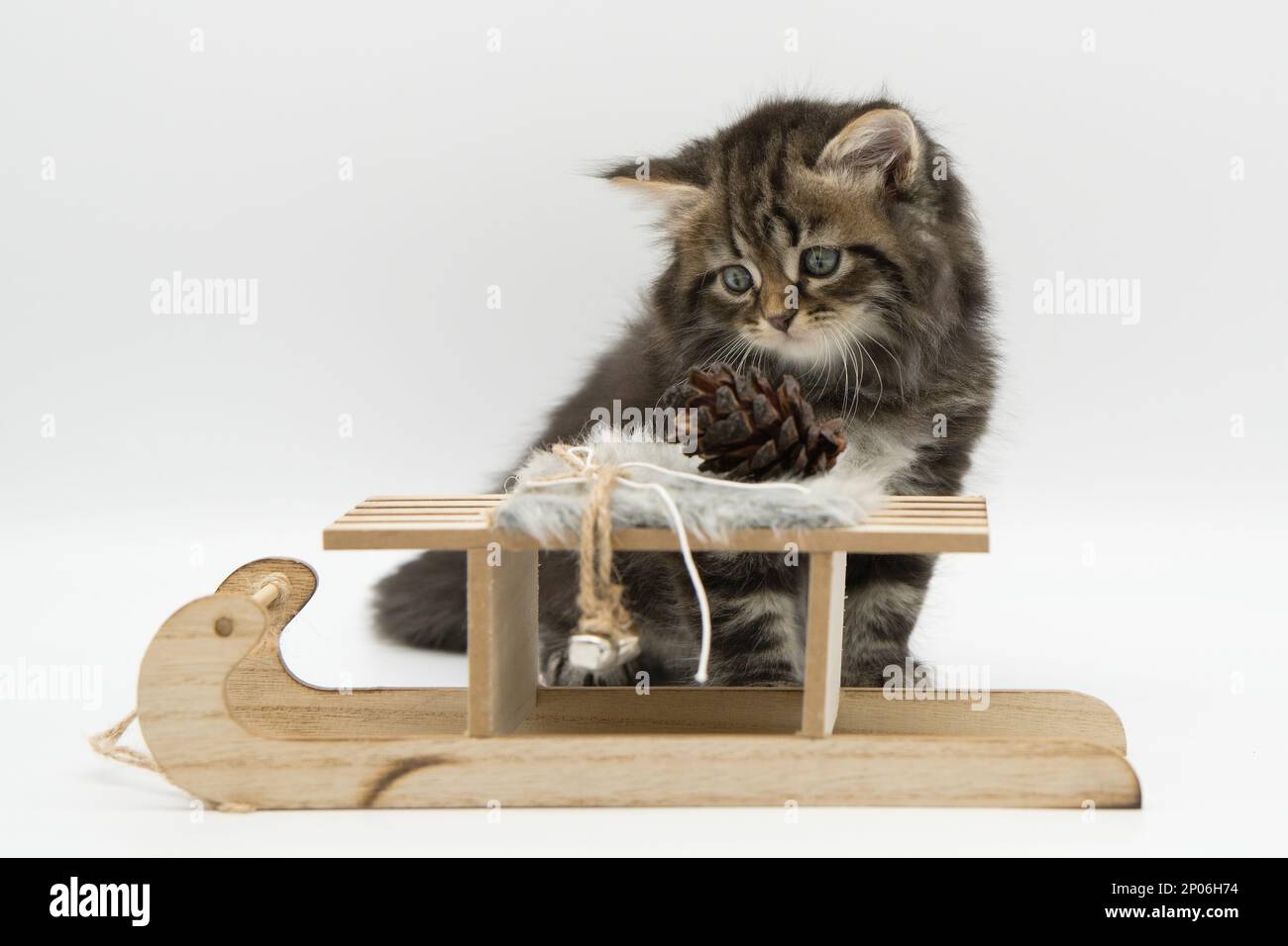 Gattino siberiano su una slitta Foto Stock