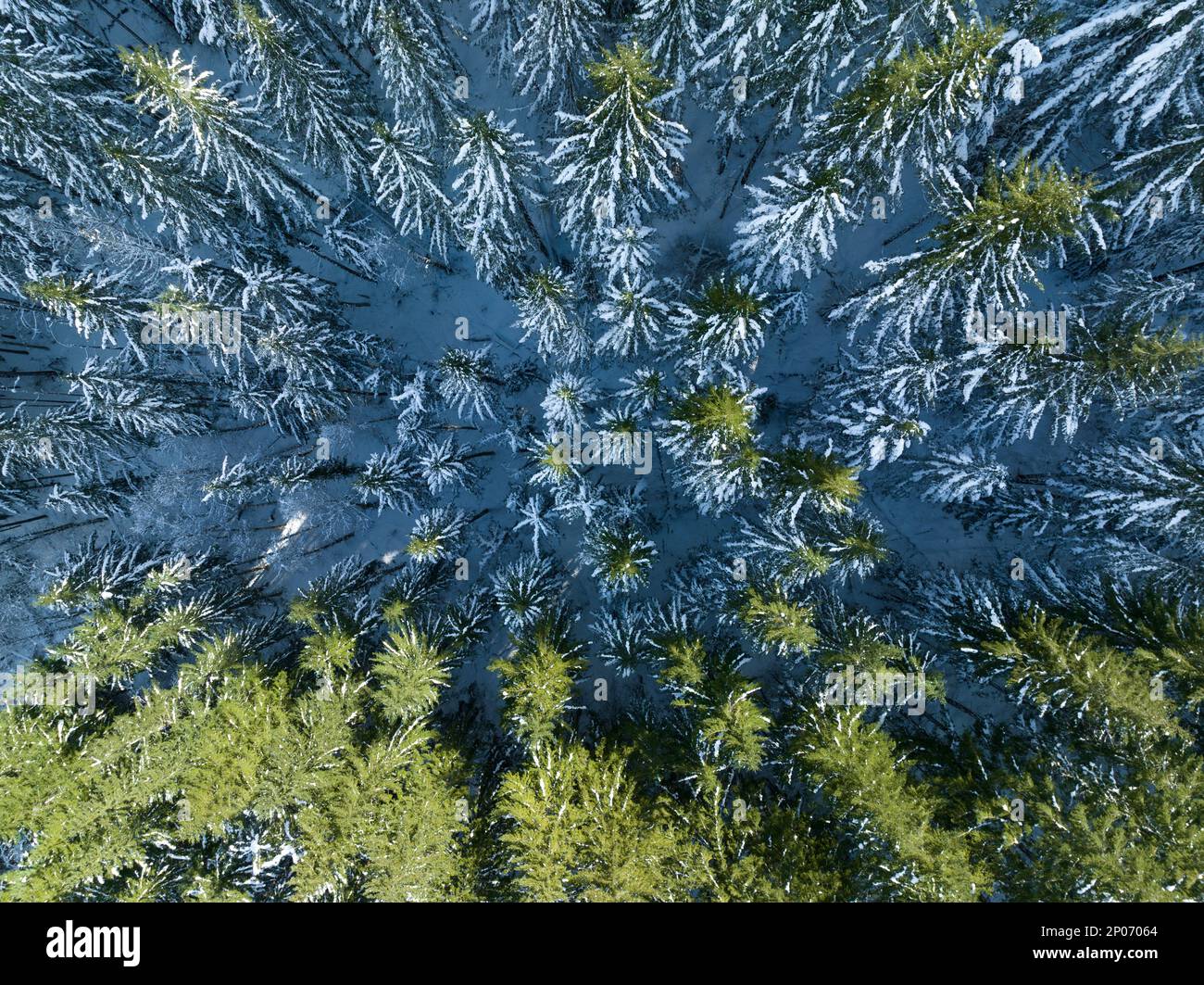 La neve copre una foresta di abeti Douglas in Oregon. Questa parte del Pacifico nord-occidentale è conosciuta per le sue vaste risorse naturali, in particolare le foreste. Foto Stock