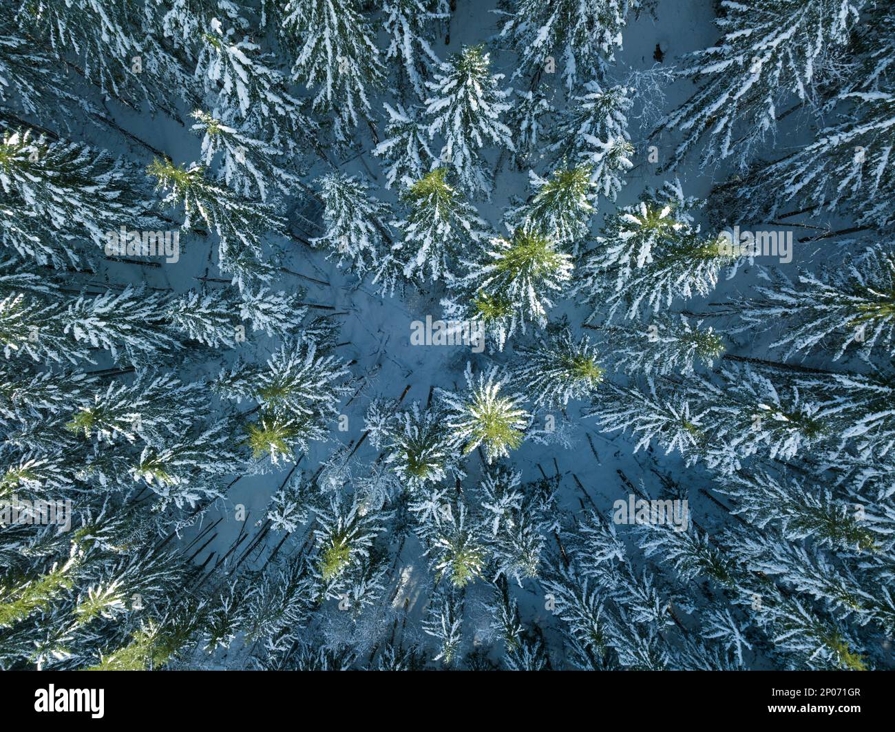 La neve copre una foresta di abeti Douglas in Oregon. Questa parte del Pacifico nord-occidentale è conosciuta per le sue vaste risorse naturali, in particolare le foreste. Foto Stock