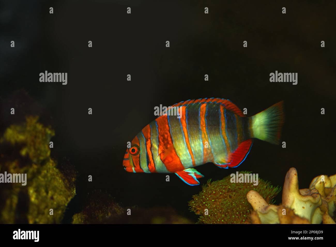 pesci tropicali a strisce rosse in un acquario marino di acqua salata Foto Stock