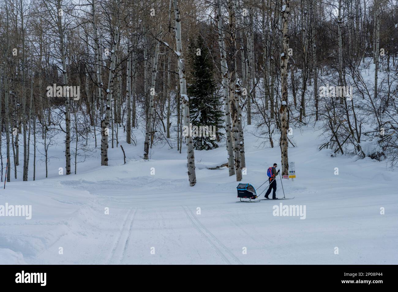 Uno sciatore di fondo al Nordic Center of the Sundance Resort, noto anche come Sundance Mountain Resort, una stazione sciistica situata a 13 miglia (21 km Foto Stock