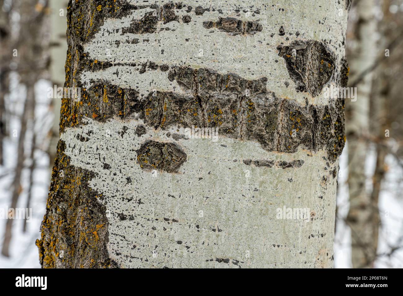 Primo piano del tronco di un asino (Populus tremuloides), l'albero di stato dello Utah, presso il Nordic Center of the Sundance Resort, noto anche come Sun Foto Stock