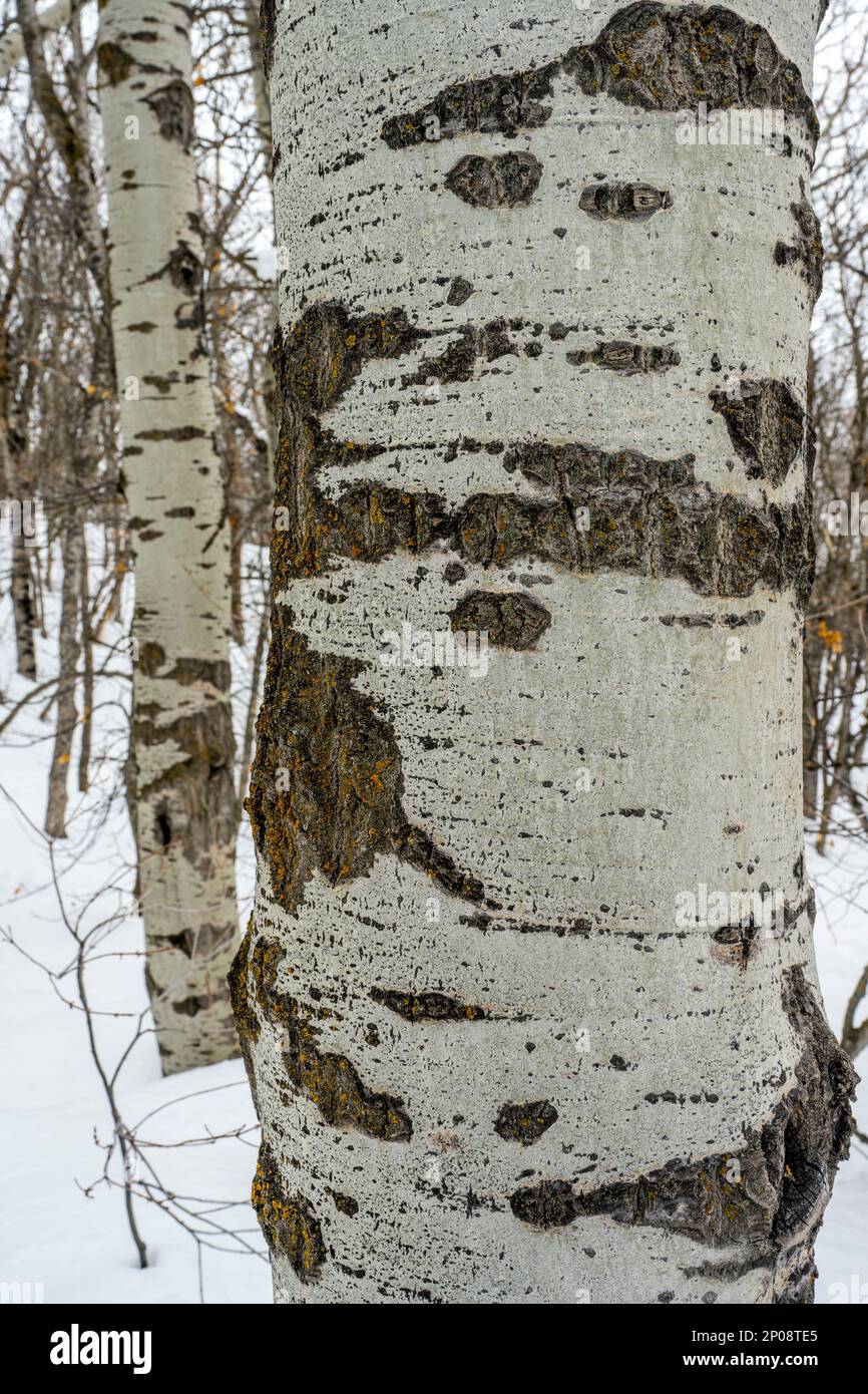 Primo piano del tronco di un asino (Populus tremuloides), l'albero di stato dello Utah, presso il Nordic Center of the Sundance Resort, noto anche come Sun Foto Stock