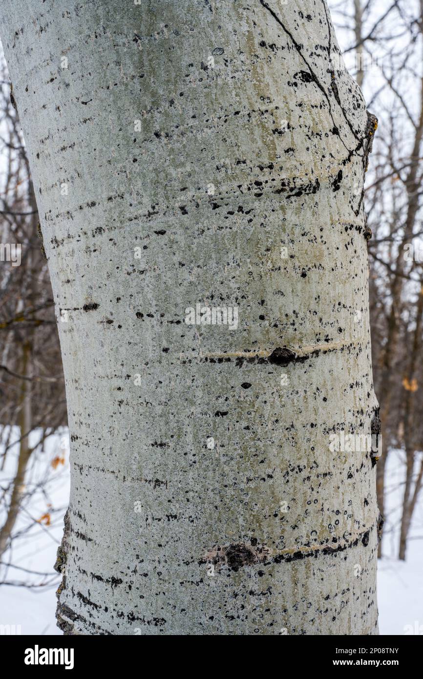 Primo piano del tronco di un asino (Populus tremuloides), l'albero di stato dello Utah, presso il Nordic Center of the Sundance Resort, noto anche come Sun Foto Stock