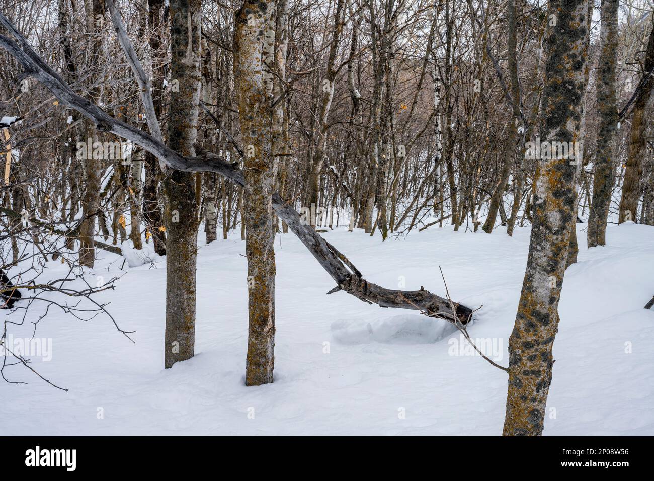 Foresta invernale con alberi di aspen (Populus tremuloides), l'albero di stato dello Utah, al Nordic Center of the Sundance Resort, noto anche come Sunda Foto Stock