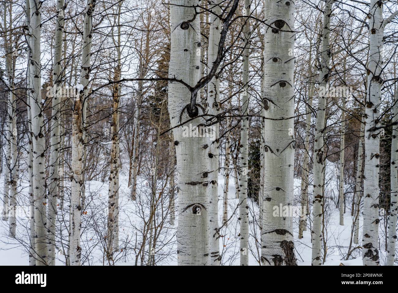 Foresta invernale con alberi di aspen (Populus tremuloides), l'albero di stato dello Utah, al Nordic Center of the Sundance Resort, noto anche come Sunda Foto Stock