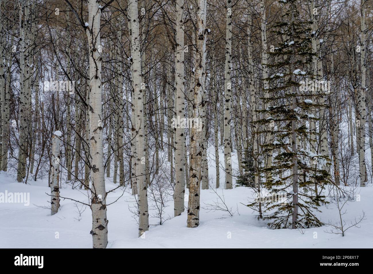 Foresta invernale con alberi di aspen (Populus tremuloides), l'albero di stato dello Utah e un abete Douglas (genere Pseudotsuga) al Nordic Center Foto Stock