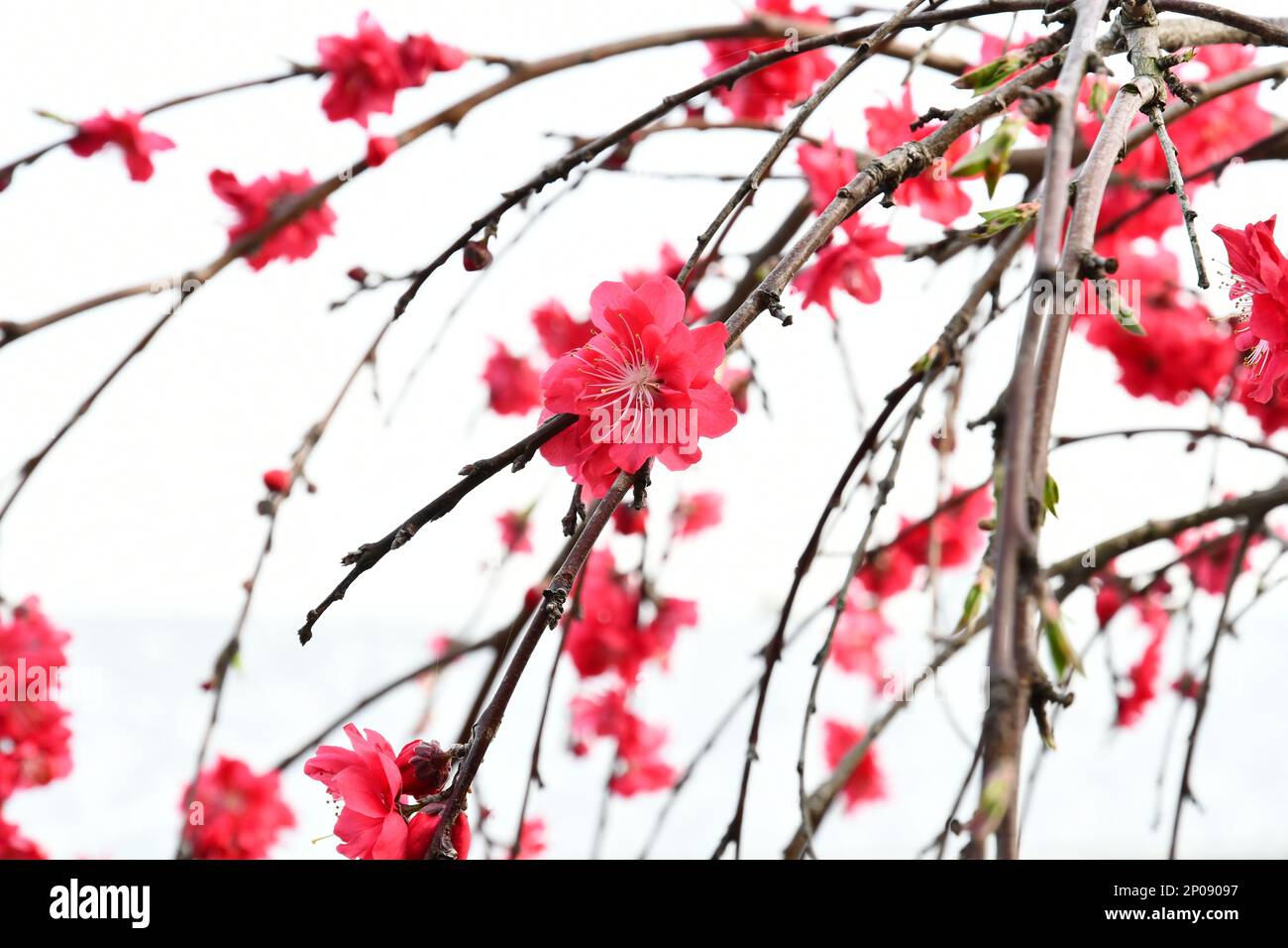 Molti fiori rossi che pendono sui rami Foto Stock