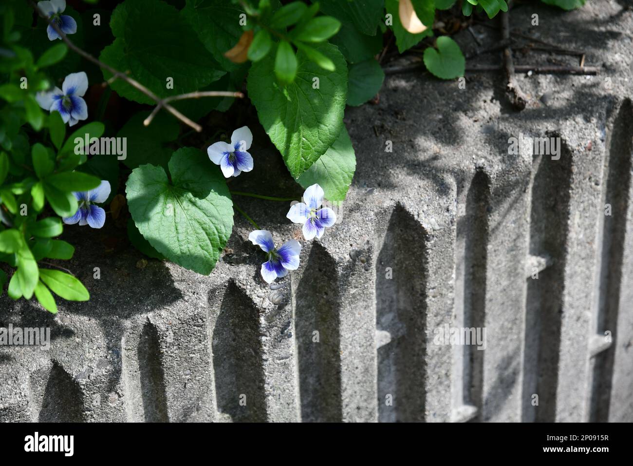 Fiori con 2 colori sulla parete Foto Stock