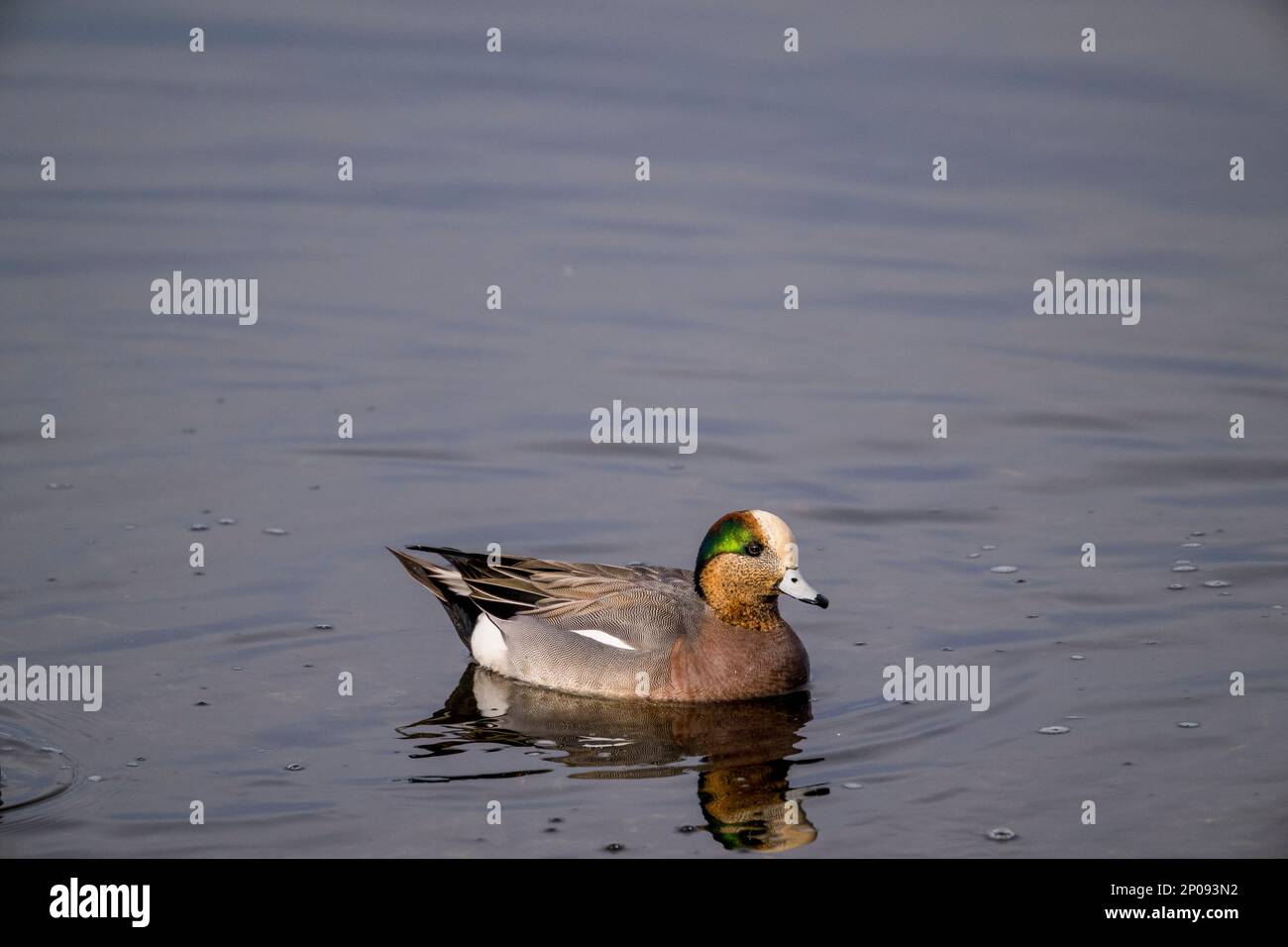 Un drake (maschio) American Wigeon (Mareca americanaon) sul lago Washington in Kirkland, Washington state, USA. Foto Stock