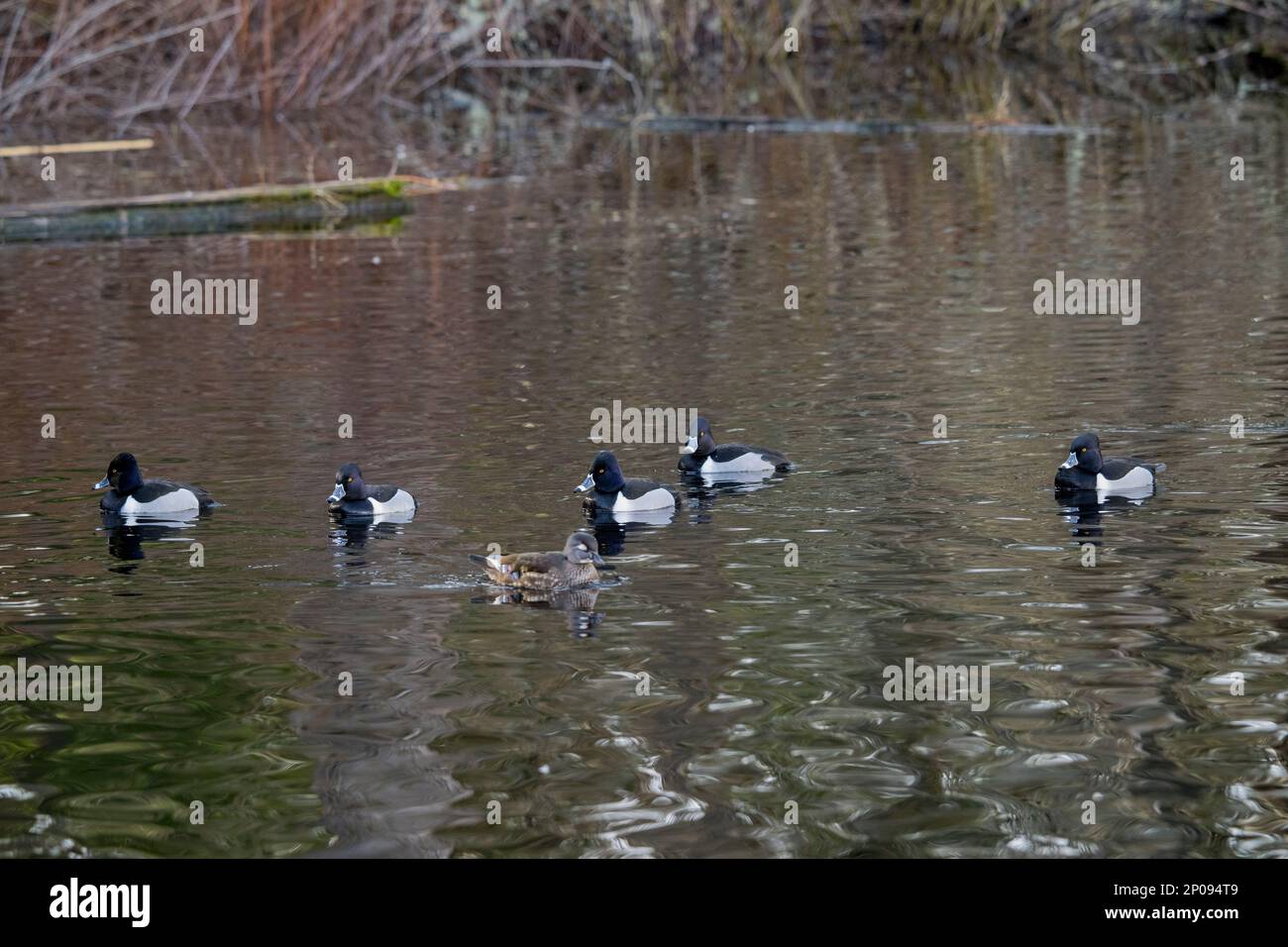 Anatre con collo ad anello (Aythya Collaris) che nuotano sul Lago giallo, Sammamish, King County, Washington state, USA. Foto Stock