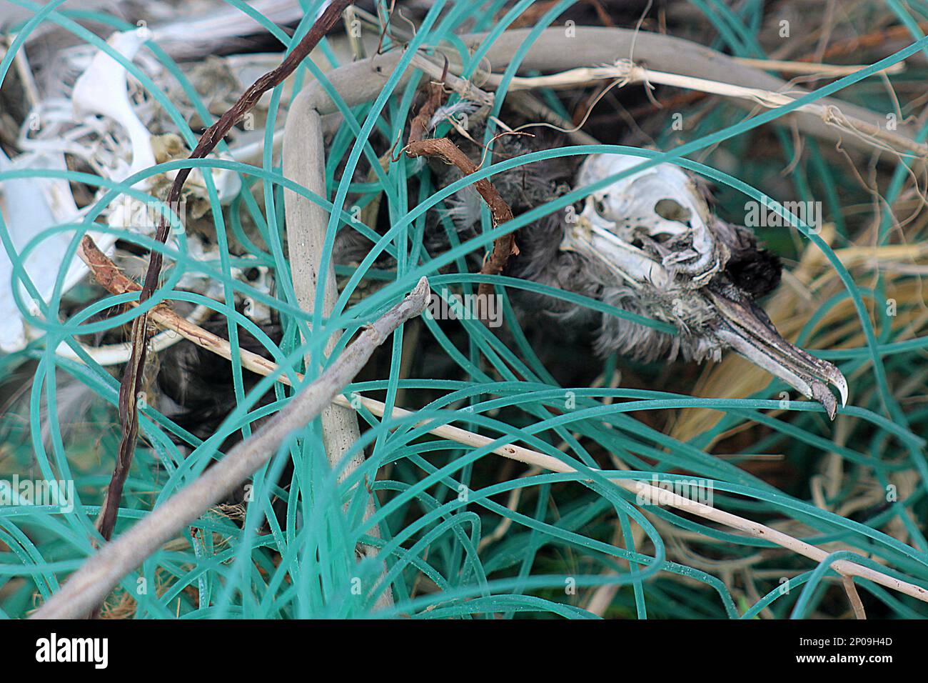 Scheletro di shearwater svolazzante impigliato in attrezzi da pesca scartati Foto Stock