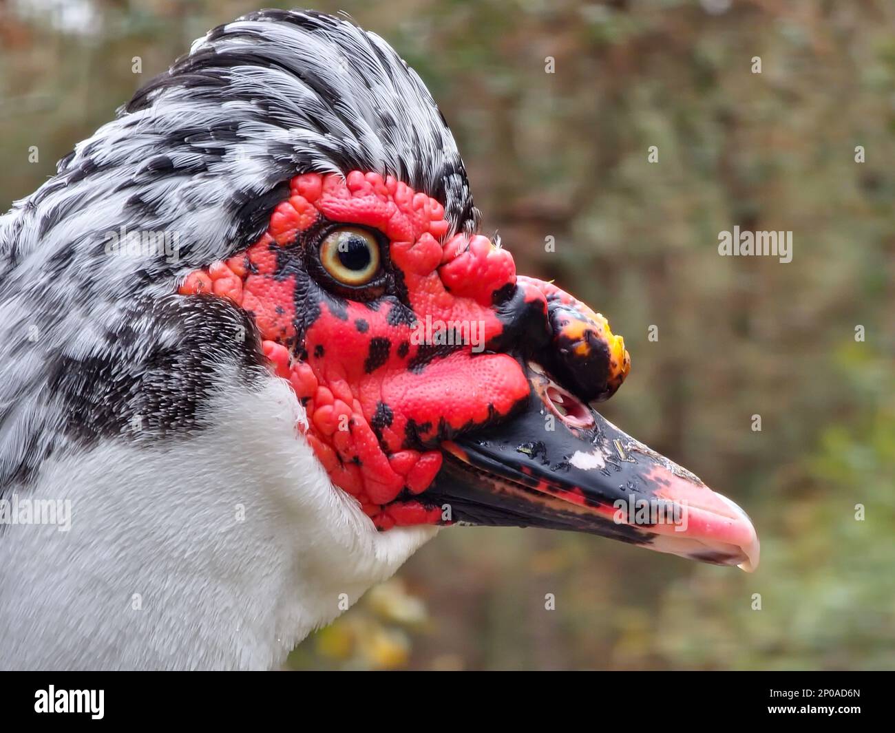Primo piano di un'anatra moscovy bianca e nera con una faccia rossa. Fotografato in profilo con una profondità di campo bassa. Foto Stock