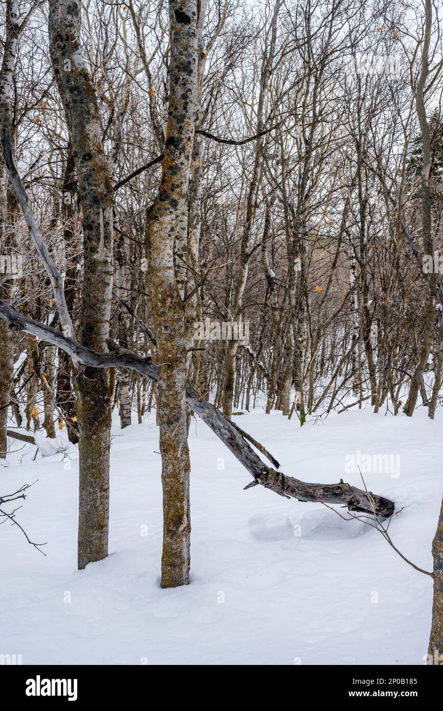 Foresta invernale con alberi di aspen (Populus tremuloides), l'albero di stato dello Utah, al Nordic Center of the Sundance Resort, noto anche come Sunda Foto Stock