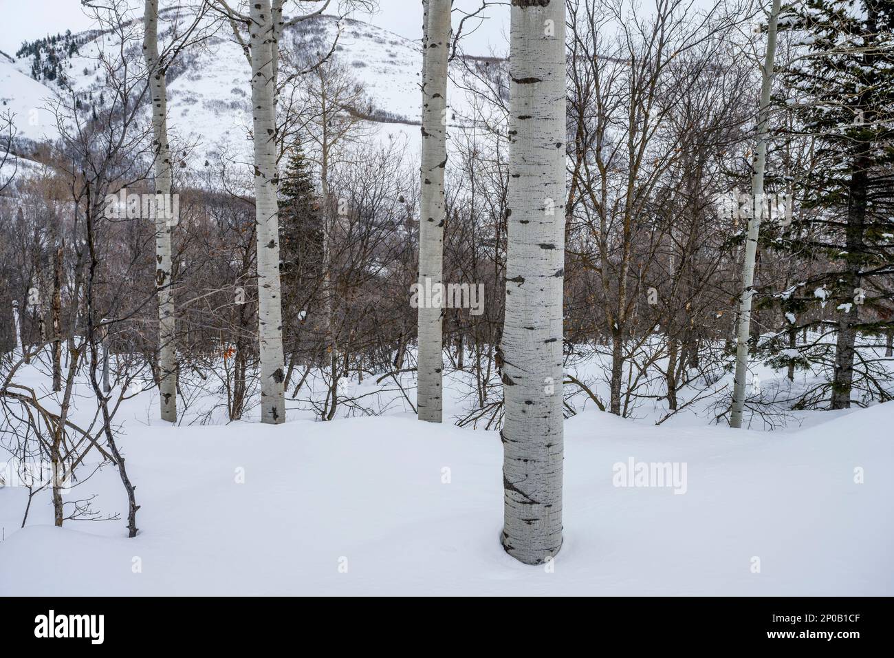 Foresta invernale con alberi di aspen (Populus tremuloides), l'albero di stato dello Utah, al Nordic Center of the Sundance Resort, noto anche come Sunda Foto Stock