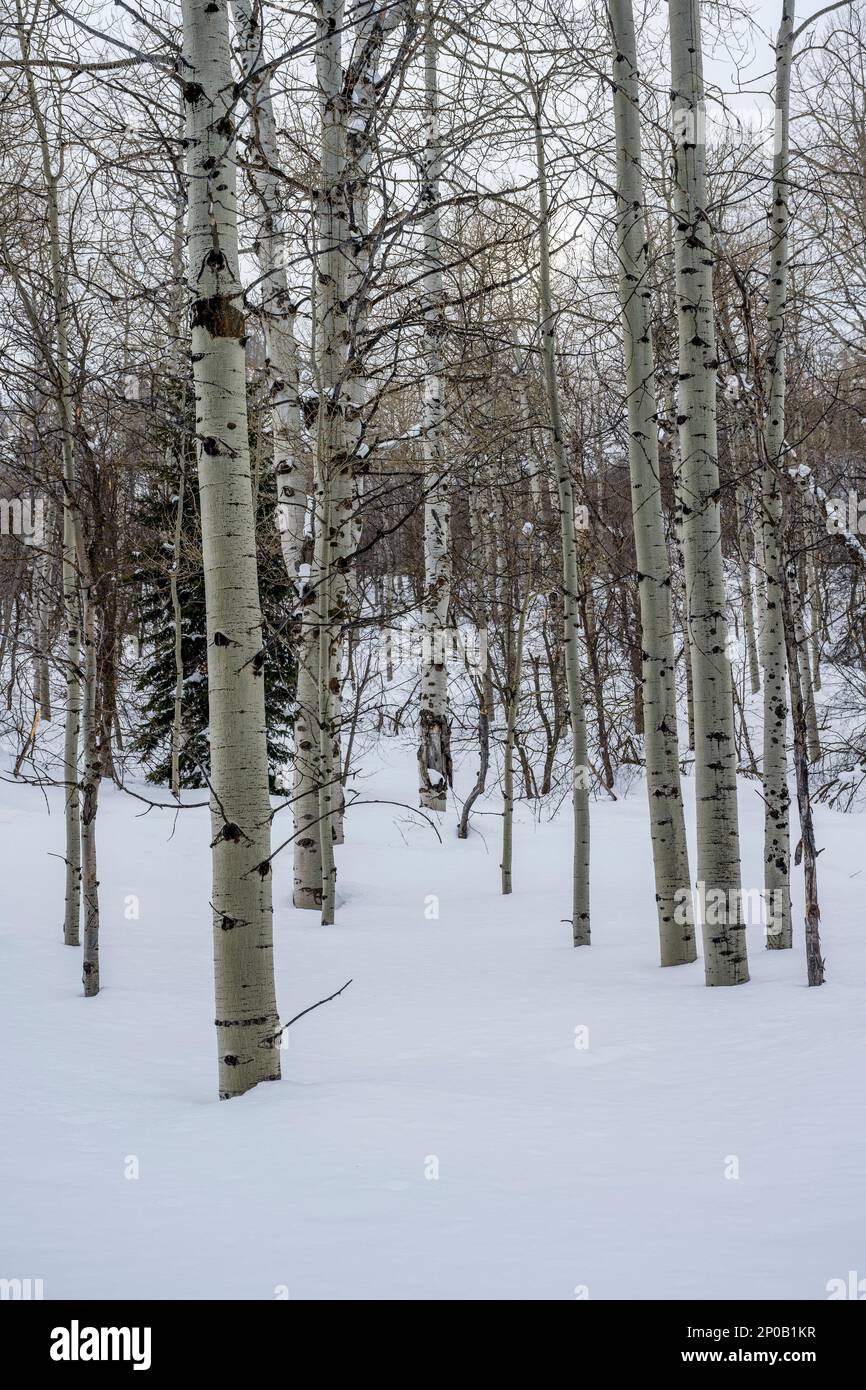 Foresta invernale con alberi di aspen (Populus tremuloides), l'albero di stato dello Utah, al Nordic Center of the Sundance Resort, noto anche come Sunda Foto Stock