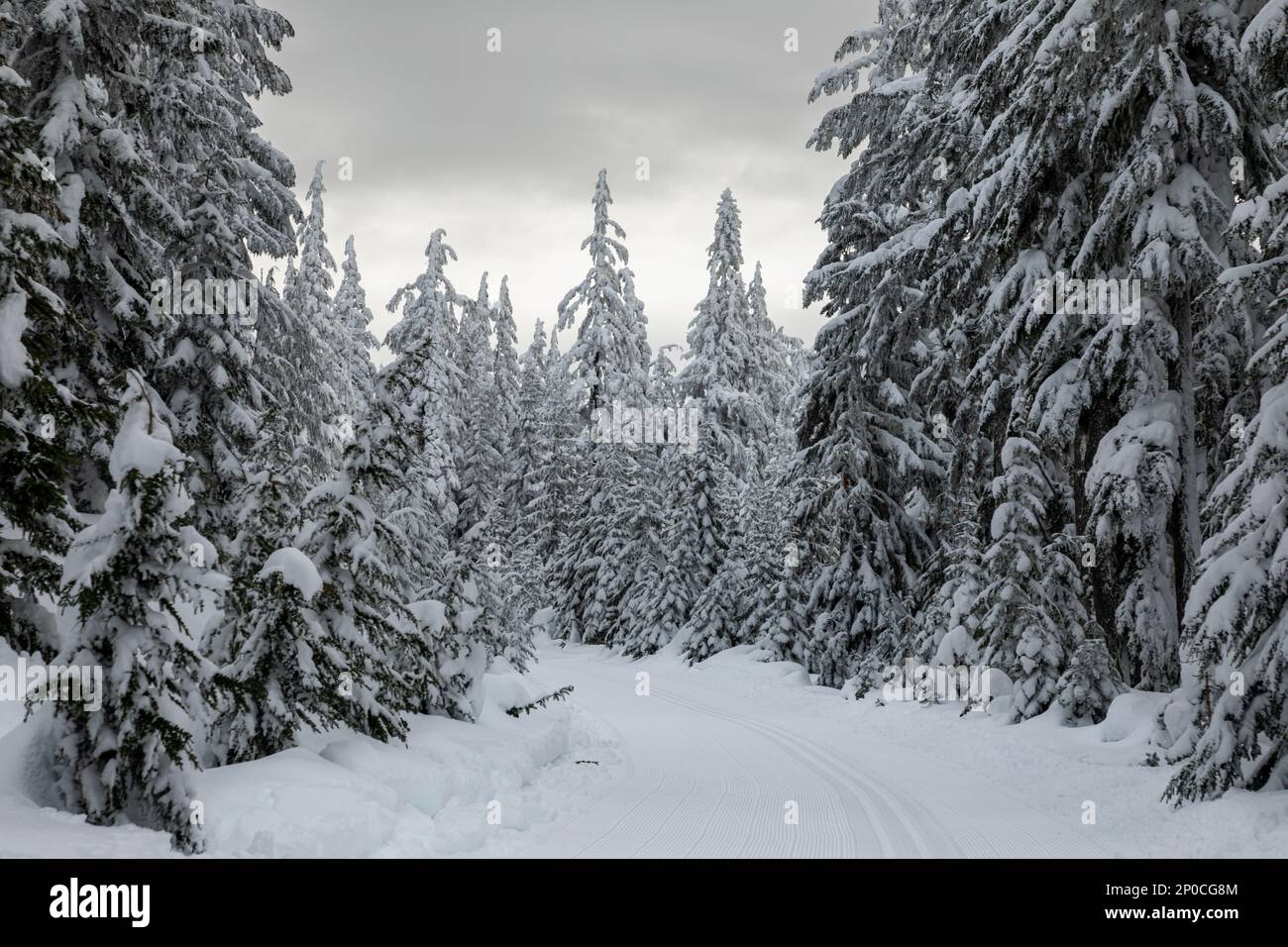 WA23173-00...WASHINGTON - pista da sci di fondo curata e alberi innevati sulla strada per la cima del Monte Amabilis. Foto Stock