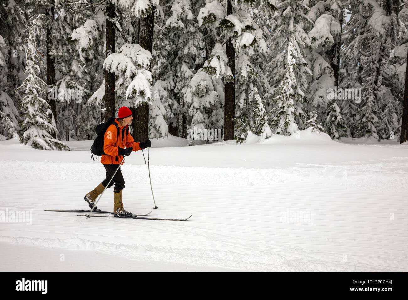 WA23181-00...WASHINGTON - Sci di fondo sulla pista da sci curata in cima al Monte Amabilis nella Wenatchee National Forest. Foto Stock