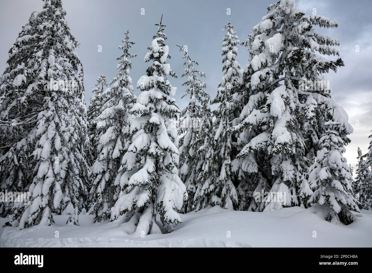WA23179-00...WASHINGTON - neve pesante coperta su alberi vicino alla cima del Monte Amabilis nella foresta nazionale di Okanogan-Wenatchee. Foto Stock
