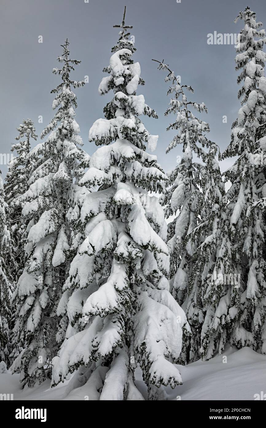 WA23183-00...WASHINGTON - neve pesante coperta su alberi vicino alla cima del Monte Amabilis nella foresta nazionale di Okanogan-Wenatchee. Foto Stock