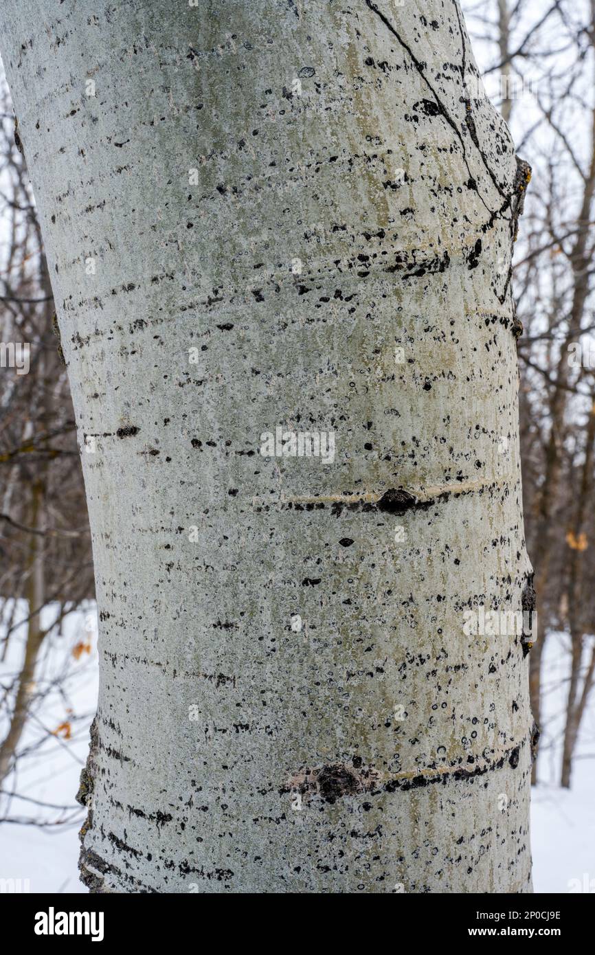 Primo piano del tronco di un asino (Populus tremuloides), l'albero di stato dello Utah, presso il Nordic Center of the Sundance Resort, noto anche come Sun Foto Stock