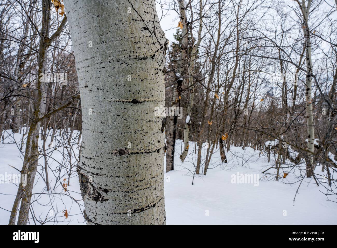 Primo piano del tronco di un asino (Populus tremuloides), l'albero di stato dello Utah, presso il Nordic Center of the Sundance Resort, noto anche come Sun Foto Stock