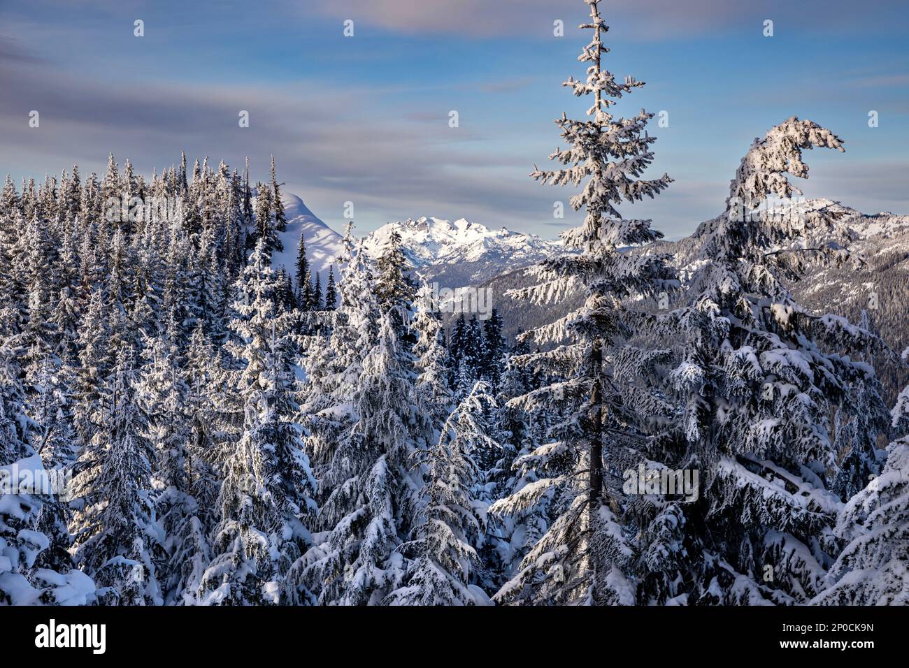 WA23200-00...WASHINGTON - alberi coperti di neve e ghiaccio sulla montagna di Amabilis nella foresta nazionale di Okanogan-Wenatchee. Foto Stock