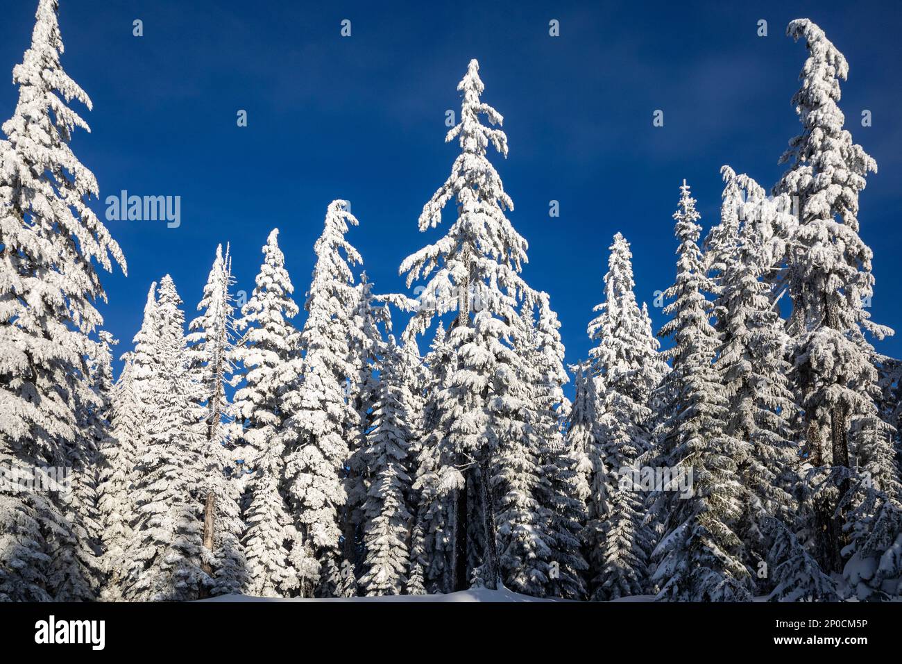 WA23207-00...WASHINGTON - alberi incasati nella neve e nel ghiaccio nella foresta nazionale di Okanogan-Wenatchee. Foto Stock