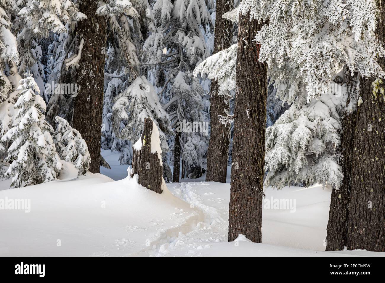 WA23209-00...WASHINGTON - piste da sci attraverso la foresta sul Monte Amabilis nella foresta nazionale di Okanogan-Wenatchee. Foto Stock