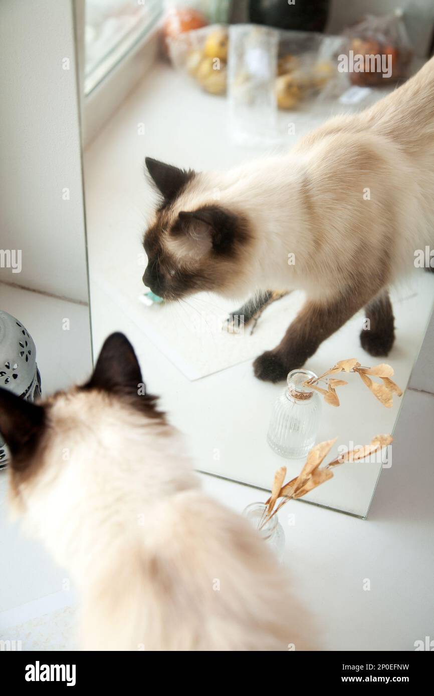 Carino longhair cat in piedi davanti ad uno specchio. Elegante razza Balinese gatto riflesso nell'interno della casa Foto Stock