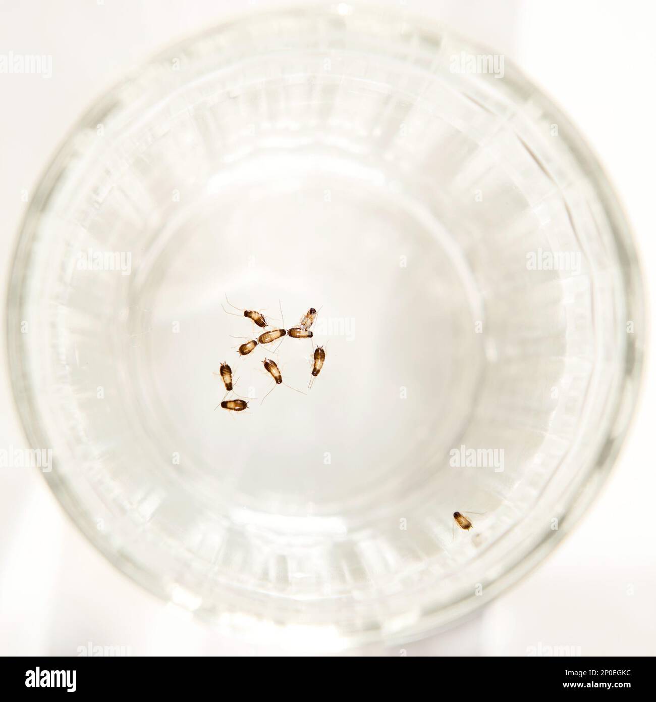 Gruppo di piccolo scarafaggio German ninfe galleggiante in acqua. Bellissimi gli insetti morti neonati su bianco Foto Stock