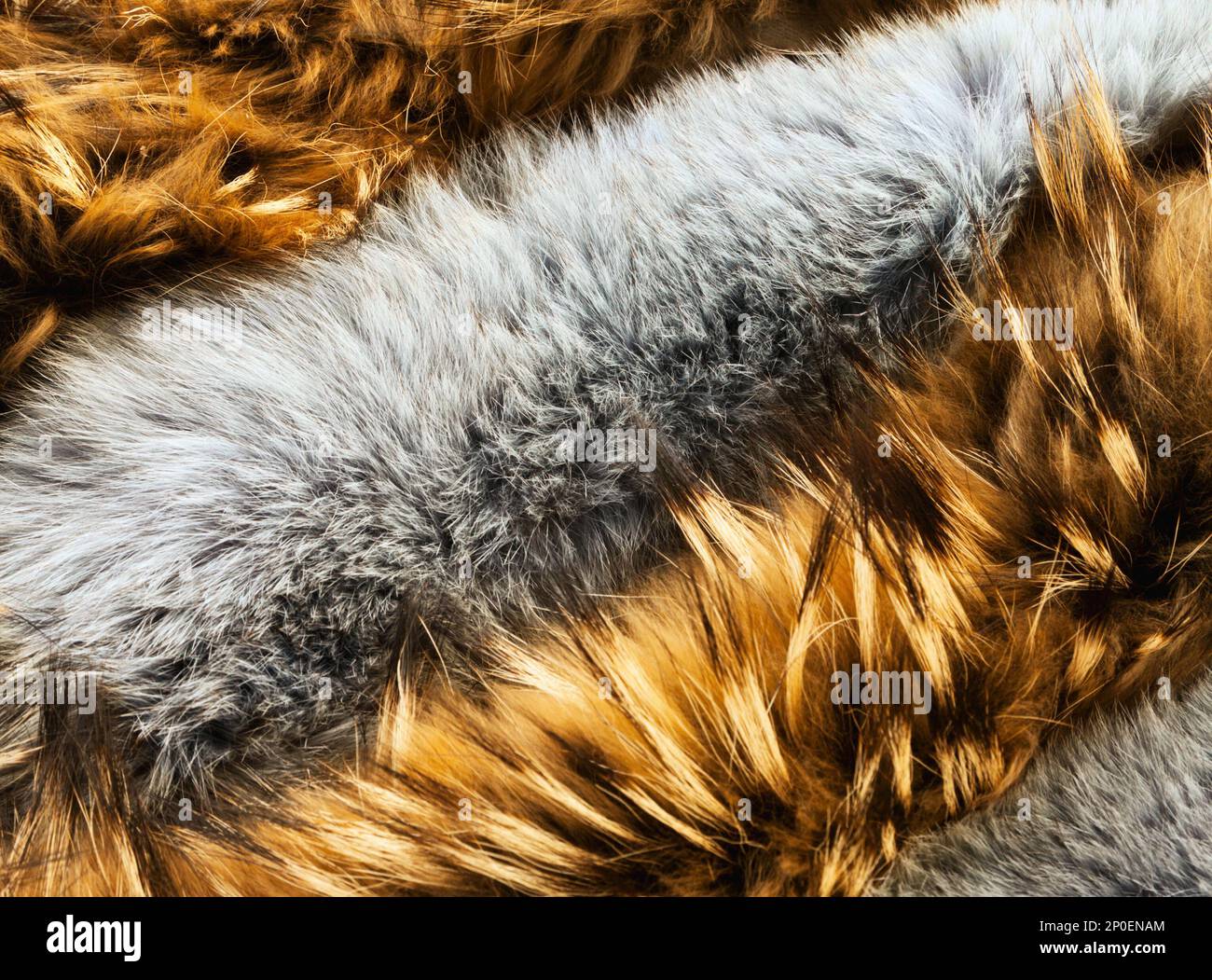 Marrone e grigio animale a capelli lunghi texture sfondo. Raccoon e conigli tipi di pellicce disposti in una fila primo piano Foto Stock