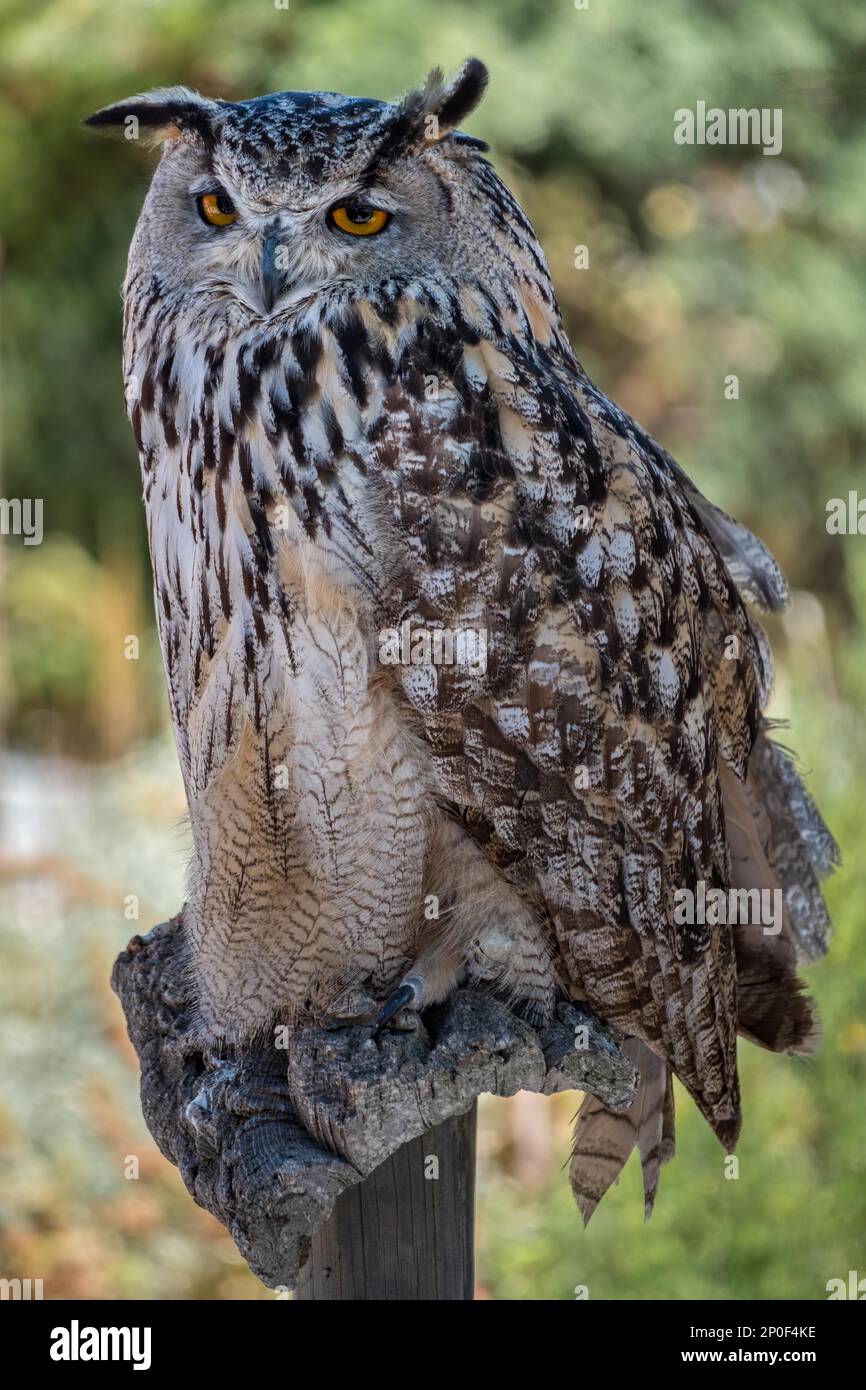 BENALMADENA, Andalusia/Spagna - 7 Luglio : Eagle-Owl eurasiatica (Bubo bubo) a monte Calamorro vicino a Benalmadena in Spagna il 7 Luglio 2017 Foto Stock