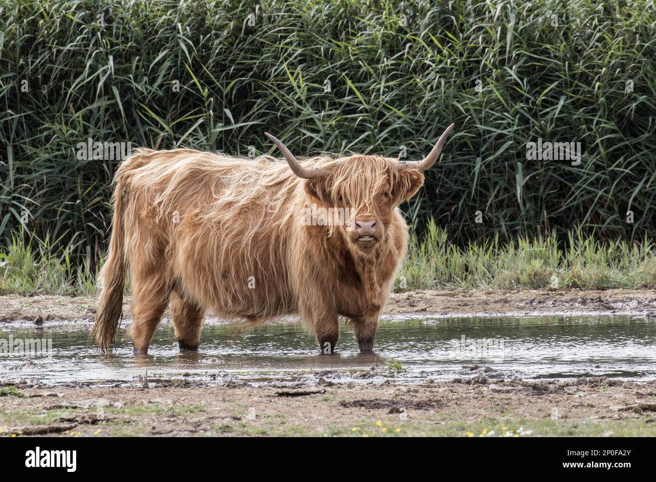 Bovini scozzesi delle Highland, allevati in purea, animali domestici, artiodati, animali, mammiferi, ungulati, bovini domestici, bovini, Mucca delle Highland, in piedi Foto Stock