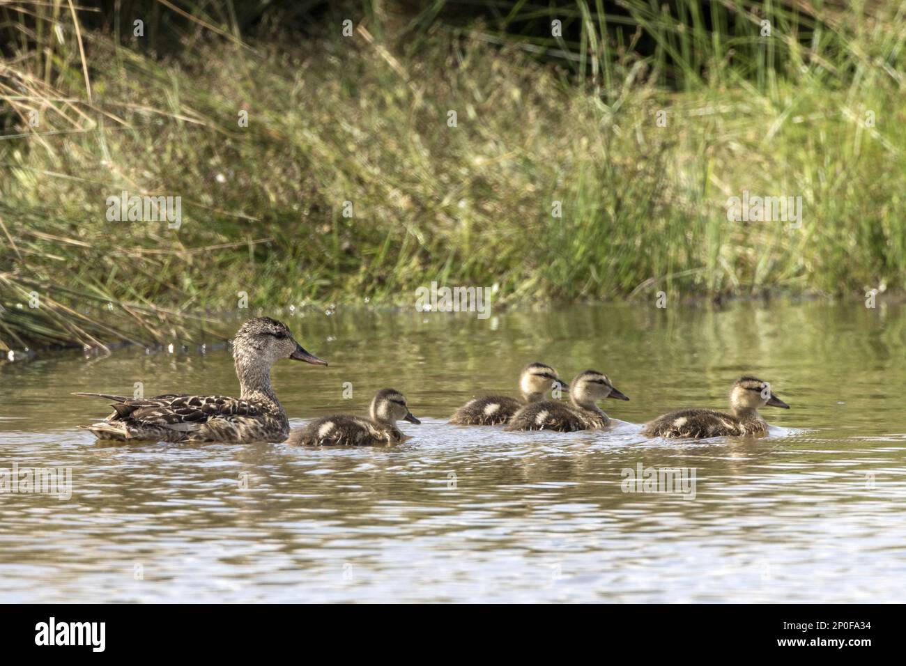 Gadwall (Anas strepera) femmina con anatroccoli, Deepdale Marsh Norfolk Foto Stock