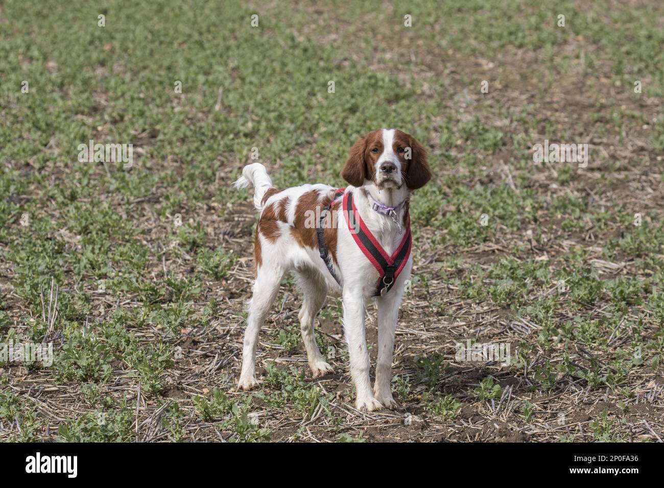 Irish rosso-bianco Setter, cani pedigree, cani di punta, cani da caccia, cani domestici, animali domestici, animali domestici, mammiferi, animali, Irish Red e White Setter Foto Stock
