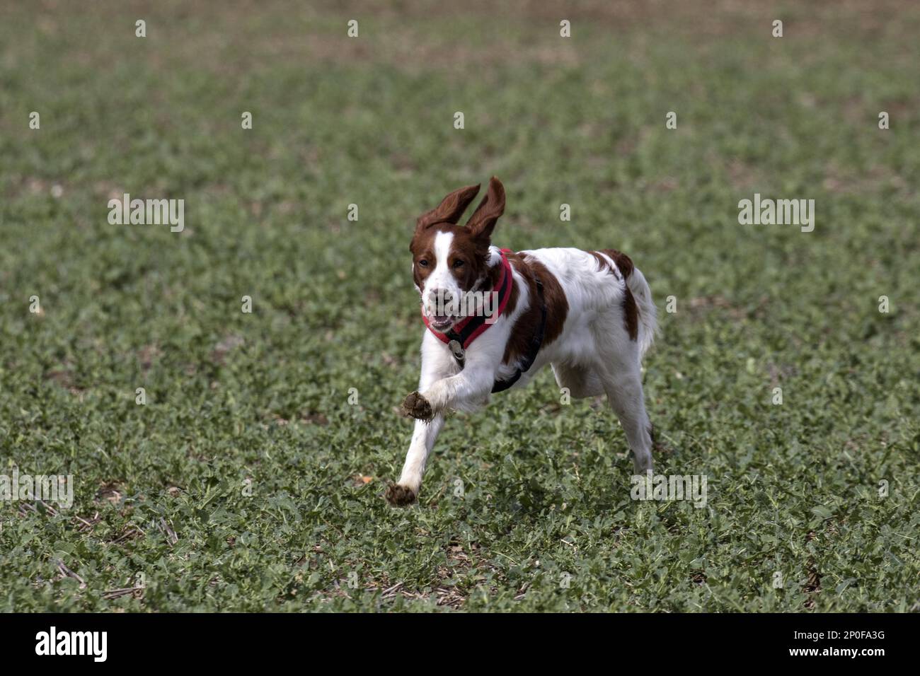 Irish rosso-bianco Setter, cani pedigree, cani di punta, cani da caccia, cani domestici, animali domestici, animali domestici, mammiferi, animali, Irish Red e White Setter Foto Stock