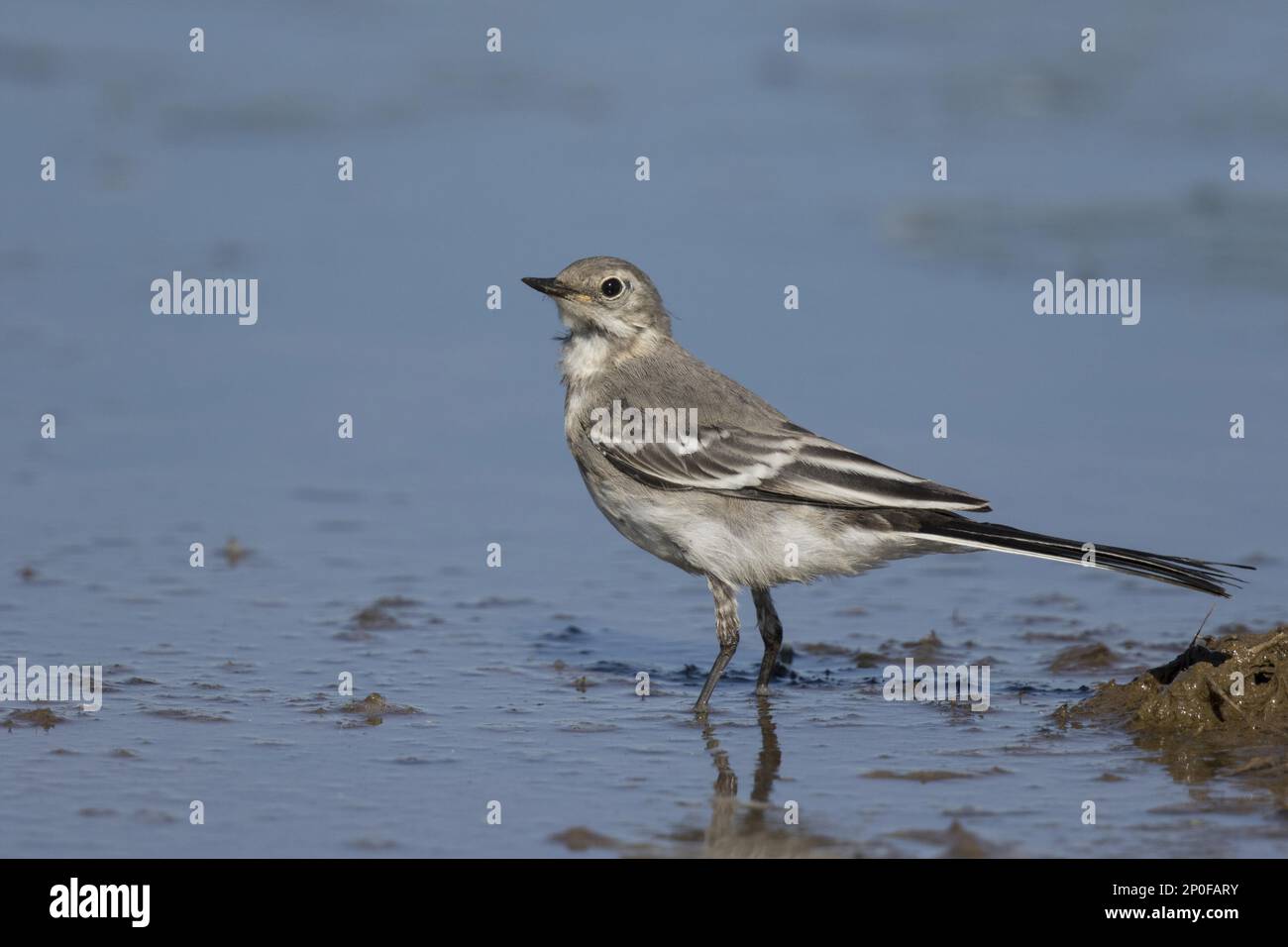 Pied Wagtail, pied Wagtail, songbirds, animali, uccelli, Pied Wagtail giovanile, fine estate Foto Stock