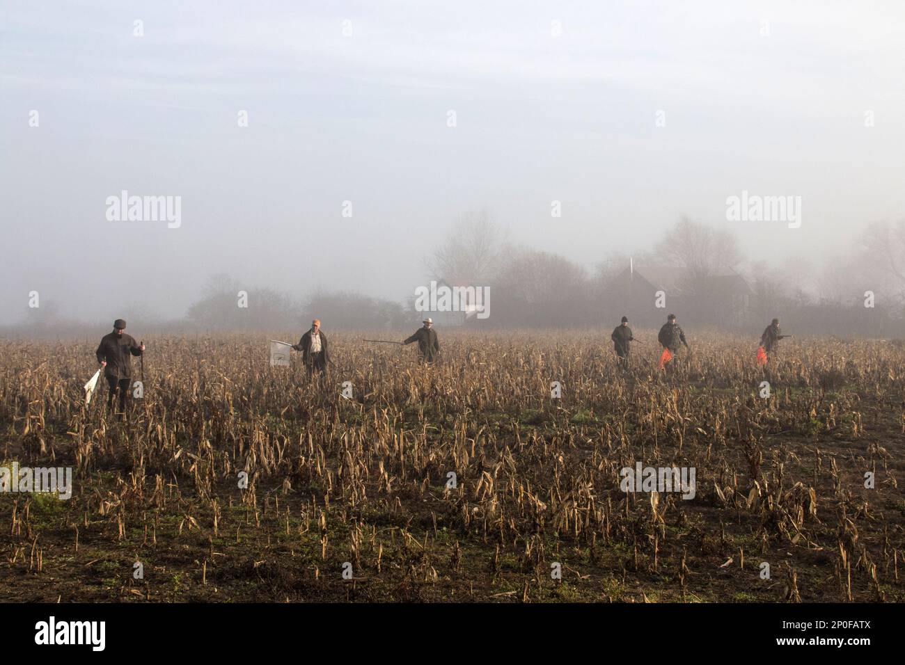 Una linea sorprendente in un tiro Suffolk tirato attraverso un labirinto di copertina. Giorno nebbia Foto Stock