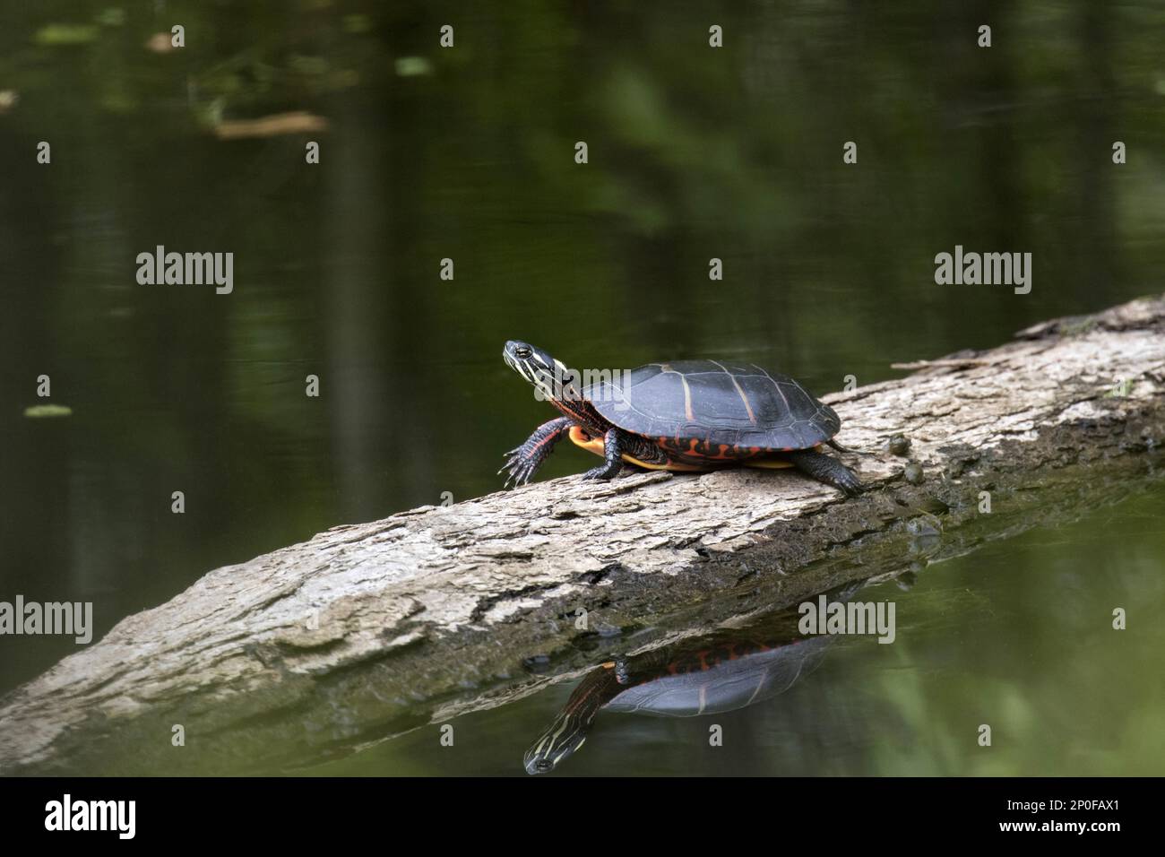 Tartaruga dipinta orientale (Chrysemys picta picta), Cape May USA Foto Stock