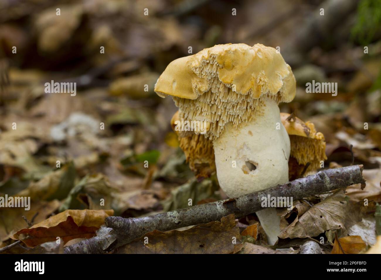Corpi fruttiferi del fungo di riccio (Hydnum repandum) nella foresta. Powers, Galles, Regno Unito Foto Stock