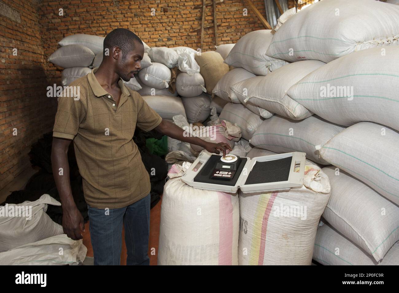 Commerciante di caffè con un tester di umidità per controllare la qualità del suo caffè. Ruanda Foto Stock