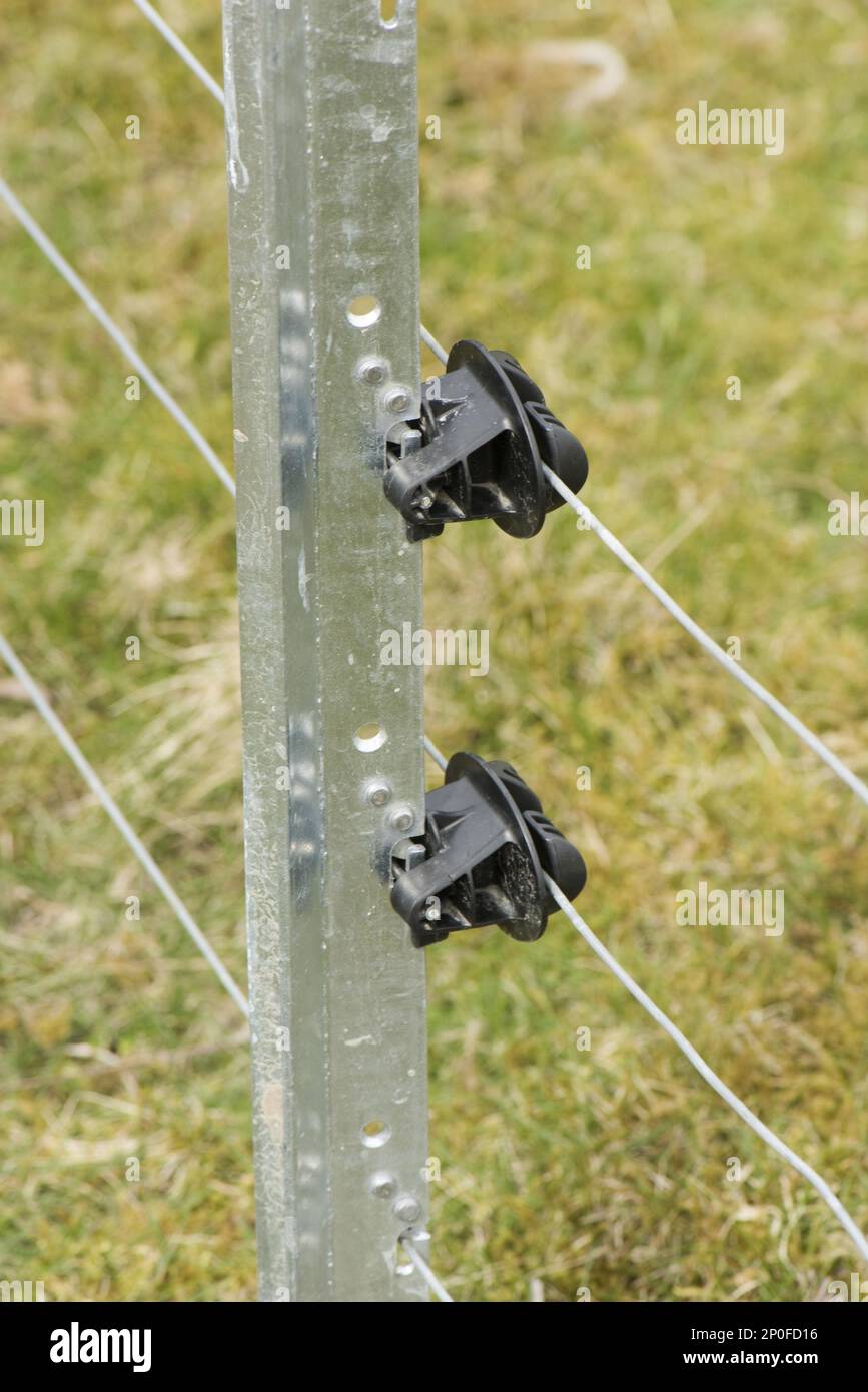 Palo in metallo galvanizzato con fili e isolatori per e recinzione elettrica per stalle bovine, Berkshire Foto Stock