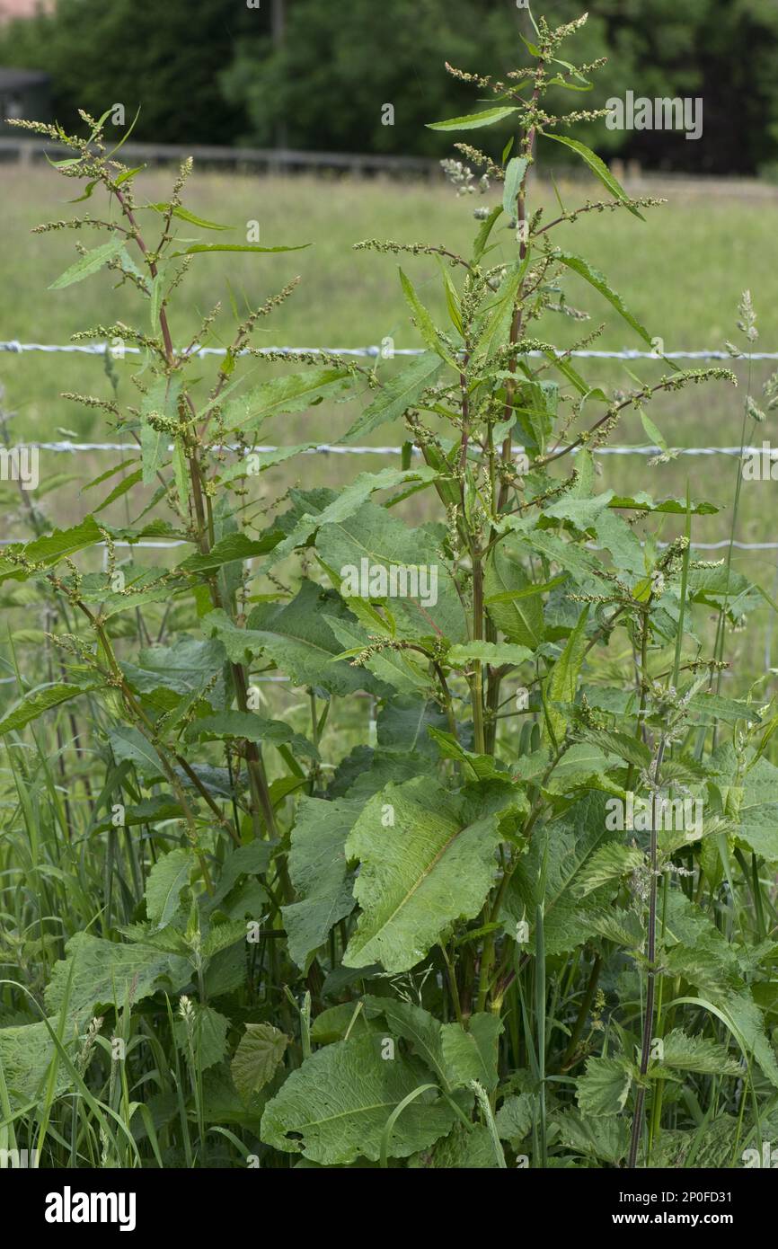 Un ampio bacino fiorito, Rumex obtusifolius, un'erbaccia di pascoli e prati Foto Stock
