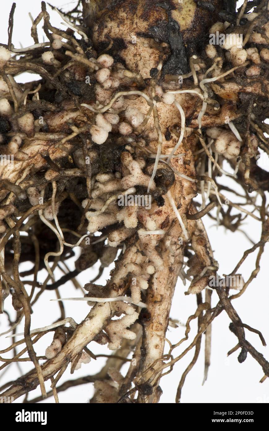 Noduli di radice per fissazione di azoto da batteri di Rhizobium, noduli batteri sulla radice di un fagiolo di campo, noduli batteri Foto Stock