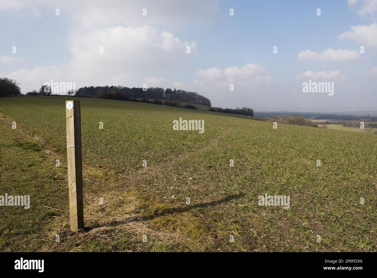 Sentiero segno e percorso attraverso le fasi di un campo di grano invernale sul North Wessex Downs a marzo Foto Stock